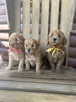 Basil F1b, a female English Goldendoodle for sale in Creighton, MO – 4 of 4