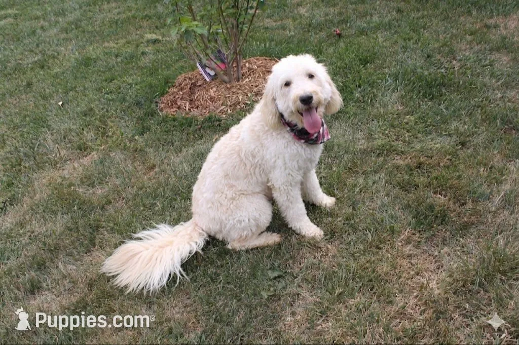 Vinnie F1b , a male English Goldendoodle for sale in Creighton, MO – 4 of 4