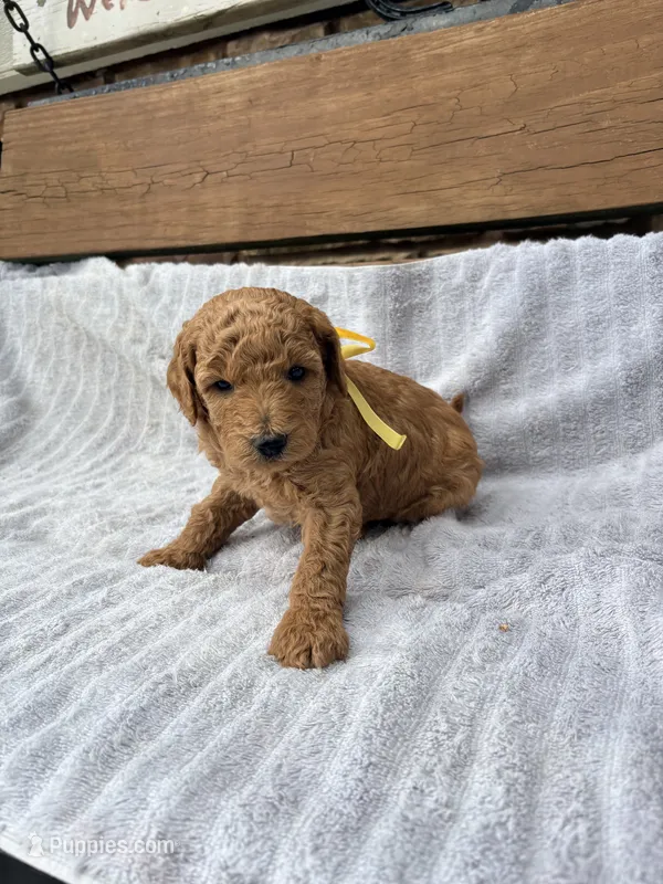 Alex F1b – English Goldendoodle puppy for sale in Creighton, MO