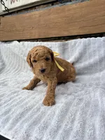 Alex F1b, a male English Goldendoodle for sale in Creighton, MO – 1 of 4