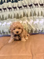 Benny, a male Maltipoo for sale in Creighton, MO – 3 of 4