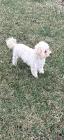 Tootsie, a female Maltese and Poodle - Toy  for sale in Creighton, MO – Photo 1 of 3