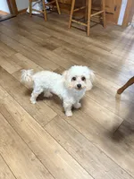 Tootsie, a female Maltese and Poodle - Toy  for sale in Creighton, MO – Photo 3 of 3