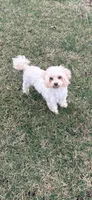 Tootsie, a female Maltese and Poodle - Toy  for sale in Creighton, MO – Photo 2 of 3