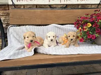 Birdie F1b , a female English Goldendoodle for sale in Creighton, MO – 2 of 4