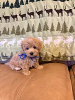 Boots, a male Maltipoo for sale in Creighton, MO – 2 of 5