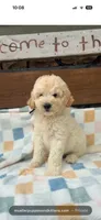 Vinnie F1b , a male Goldendoodle for sale in Creighton, MO – 7 of 8