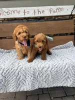 Oscar F1b, a male Goldendoodle for sale in Peculiar, MO – 5 of 5