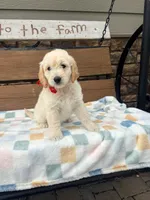 Ella, a female English Goldendoodle for sale in Creighton, MO – 5 of 5