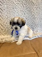 Ace, a male Maltipoo for sale in Creighton, MO – 3 of 4