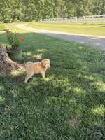 Hilda, a female Goldendoodle for sale in Creighton, MO – 3 of 5