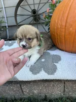 Bacon, a male Pembroke Welsh Corgi for sale in Creighton, MO – 2 of 5