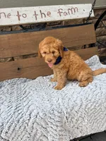 Owen F1b, a male Goldendoodle for sale in Peculiar, MO – 2 of 3
