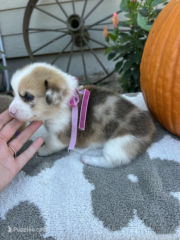 Cupcake – Cardigan Welsh Corgi, Pembroke Welsh Corgi puppy for sale in Creighton, MO