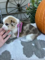 Cupcake, a female Cardigan Welsh Corgi and Pembroke Welsh Corgi for sale in Creighton, MO – 1 of 3
