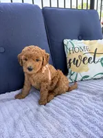 Dixie F1b Mini, a female Goldendoodle for sale in Creighton, MO – 2 of 4