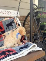 Burt, a male English Goldendoodle for sale in Creighton, MO – 2 of 4
