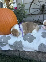 Pumpkin, a female Pembroke Welsh Corgi for sale in Creighton, MO – 4 of 4