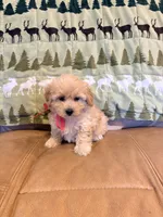 Paige, a female Maltipoo for sale in Creighton, MO – 2 of 4