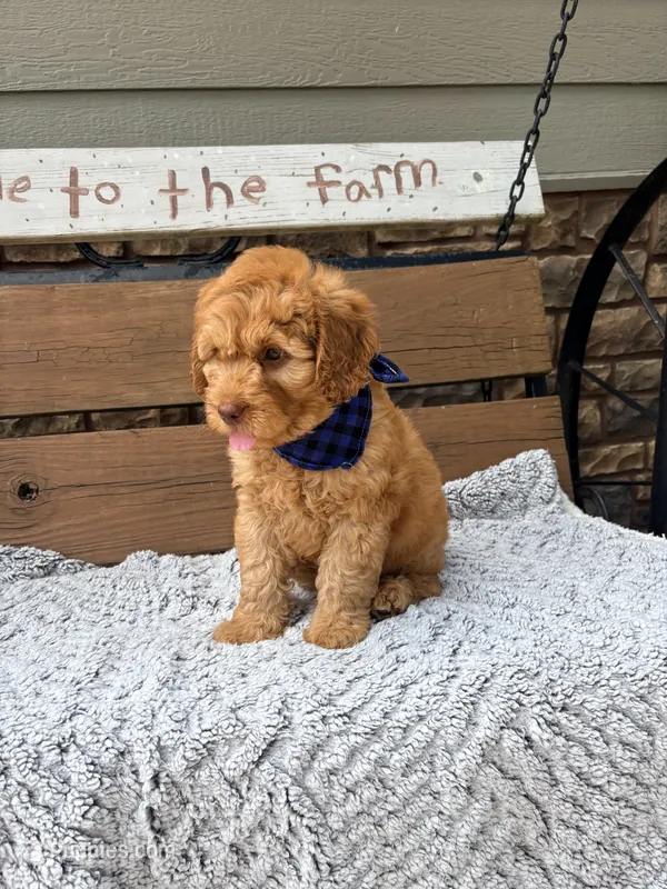 Owen F1b – English Goldendoodle puppy for sale in Creighton, MO