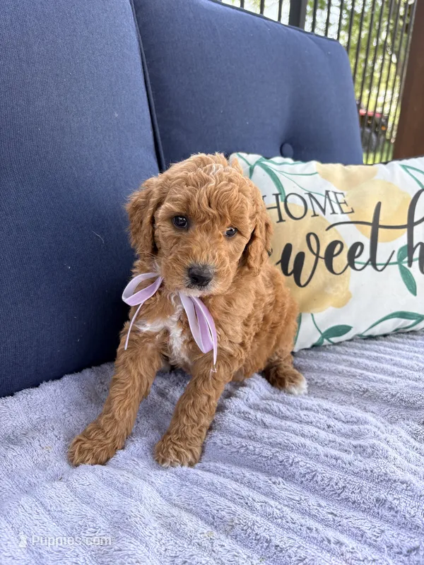 Winnie F1b Mini – Goldendoodle puppy for sale in Creighton, MO