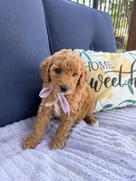 Winnie F1b Mini, a female Goldendoodle for sale in Creighton, MO – 1 of 4