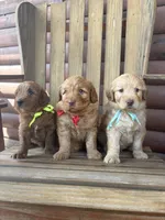 Ollie F1b, a male English Goldendoodle for sale in Creighton, MO – 3 of 4