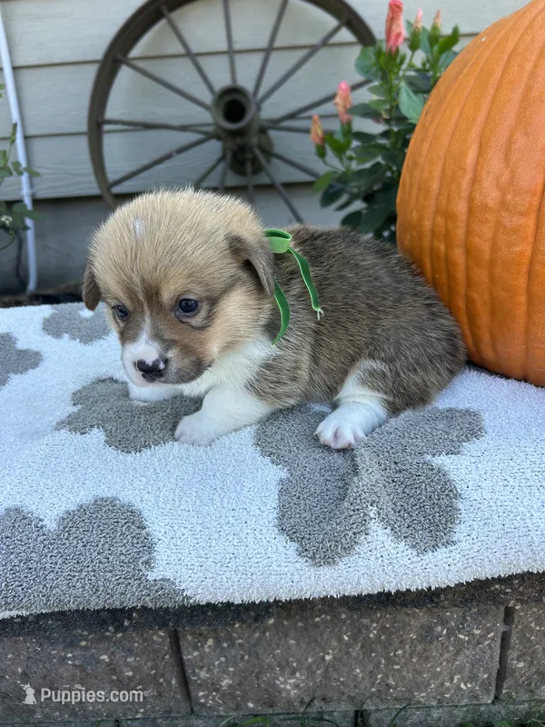 Bacon – Cardigan Welsh Corgi, Pembroke Welsh Corgi puppy for sale in Creighton, MO
