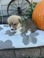 Bacon, a male Pembroke Welsh Corgi for sale in Creighton, MO – 1 of 5