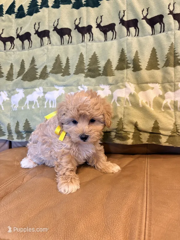 Olive – Maltipoo puppy for sale in Creighton, MO