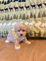 Olive, a female Maltipoo for sale in Creighton, MO – 1 of 4