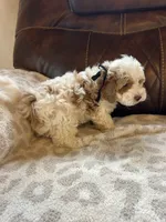 Grover, a male Maltipoo for sale in Creighton, MO – 4 of 6