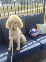 Copper, a male Poodle - Standard  for sale in Creighton, MO – 2 of 4