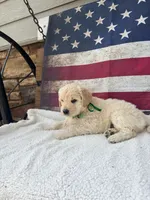 Wes F1, a male English Goldendoodle for sale in Creighton, MO – 3 of 7