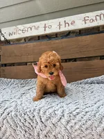 Betsy F1b, a female Goldendoodle for sale in Peculiar, MO – 2 of 3