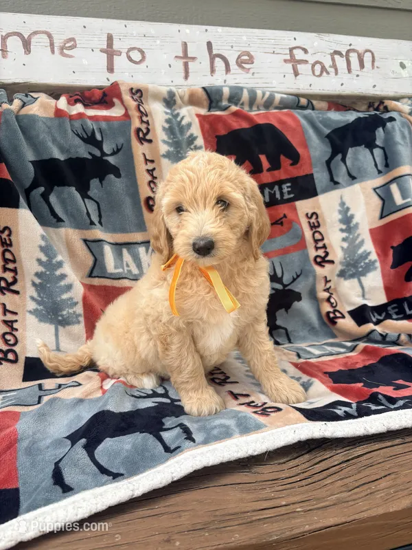 Bertha – Goldendoodle puppy for sale in Creighton, MO