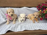 Birdie F1b , a female English Goldendoodle for sale in Creighton, MO – 3 of 4