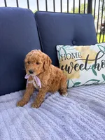 Winnie F1b Mini, a female Goldendoodle for sale in Creighton, MO – 3 of 4