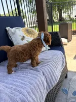 Bobby F1B Mini, a male Goldendoodle for sale in Creighton, MO – 3 of 5