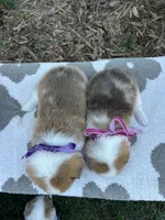 Pumpkin, a female Pembroke Welsh Corgi for sale in Creighton, MO – 3 of 4