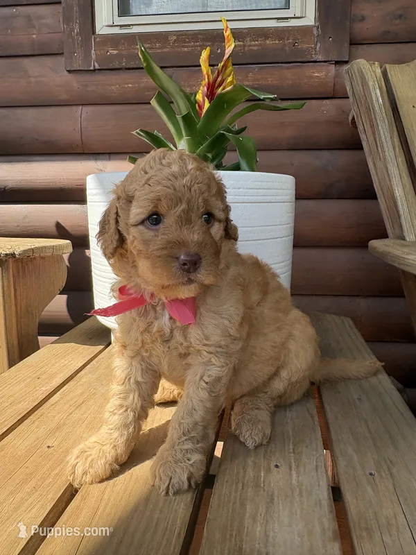 Bonnie F1b – English Goldendoodle puppy for sale in Creighton, MO