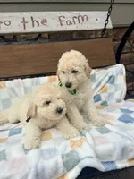 Vinnie F1b , a male Goldendoodle for sale in Creighton, MO – 5 of 8