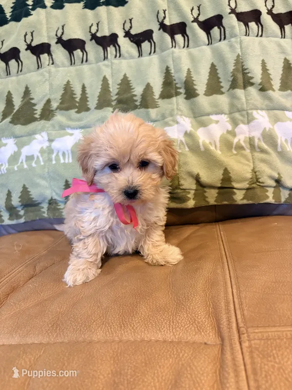 Paige – Maltipoo puppy for sale in Creighton, MO