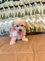 Paige, a female Maltipoo for sale in Creighton, MO – 1 of 4