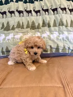Olive, a female Maltipoo for sale in Creighton, MO – 2 of 4
