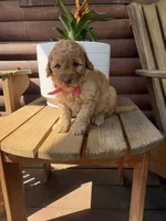 Bonnie F1b, a female English Goldendoodle for sale in Creighton, MO – 2 of 4