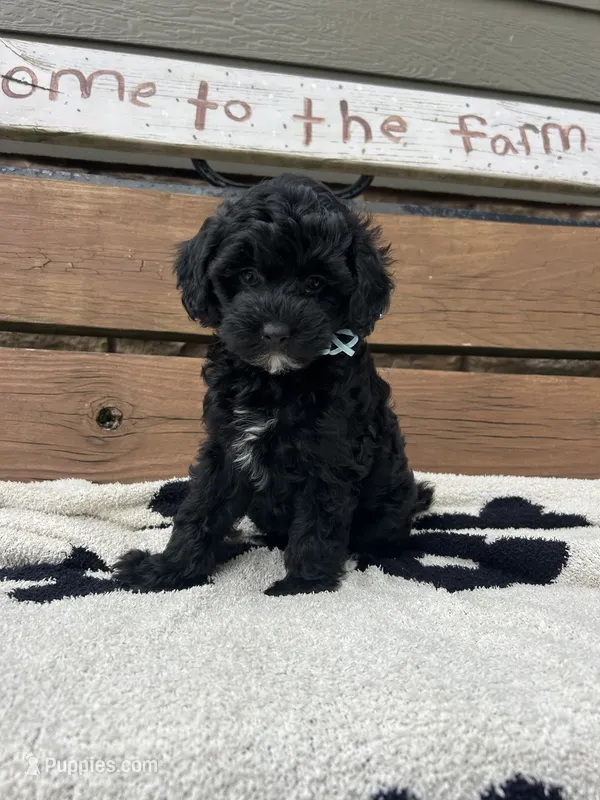 Smokey – Maltipoo puppy for sale in Peculiar, MO