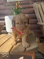 Owen F1b, a male English Goldendoodle for sale in Creighton, MO – 2 of 4