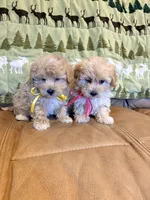 Paige, a female Maltipoo for sale in Creighton, MO – 4 of 4