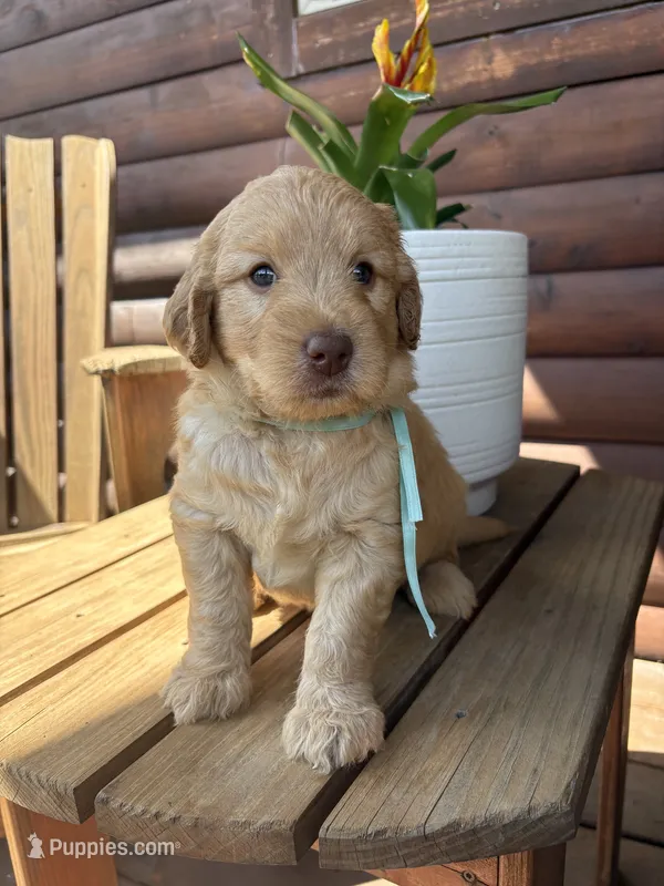 Ollie F1b – English Goldendoodle puppy for sale in Creighton, MO